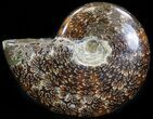 Cleoniceras Ammonite Fossil - Madagascar #41659-1